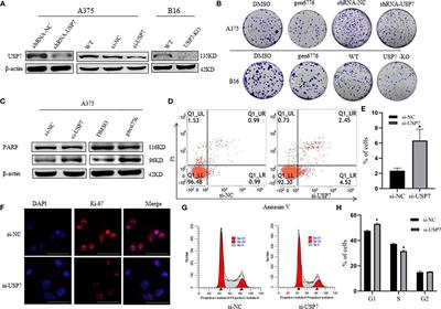 Corrigendum: Proteome Analysis of USP7 Substrates Revealed Its Role in Melanoma Through PI3K/Akt/FOXO and AMPK Pathways